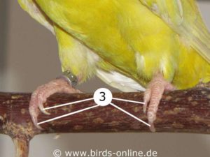 Position of the claws (3) on the toes of a Lineolated parakeet.