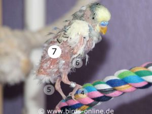 In general, the hip (7) is covered by feathers and therefore invisible in healthy birds.