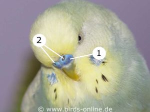 The nostrils (2) and the cere (1) of a male budgie.