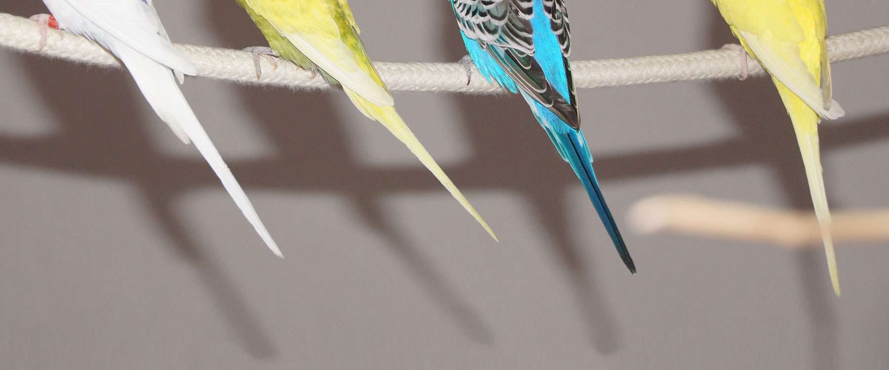 Preen gland Birds Online