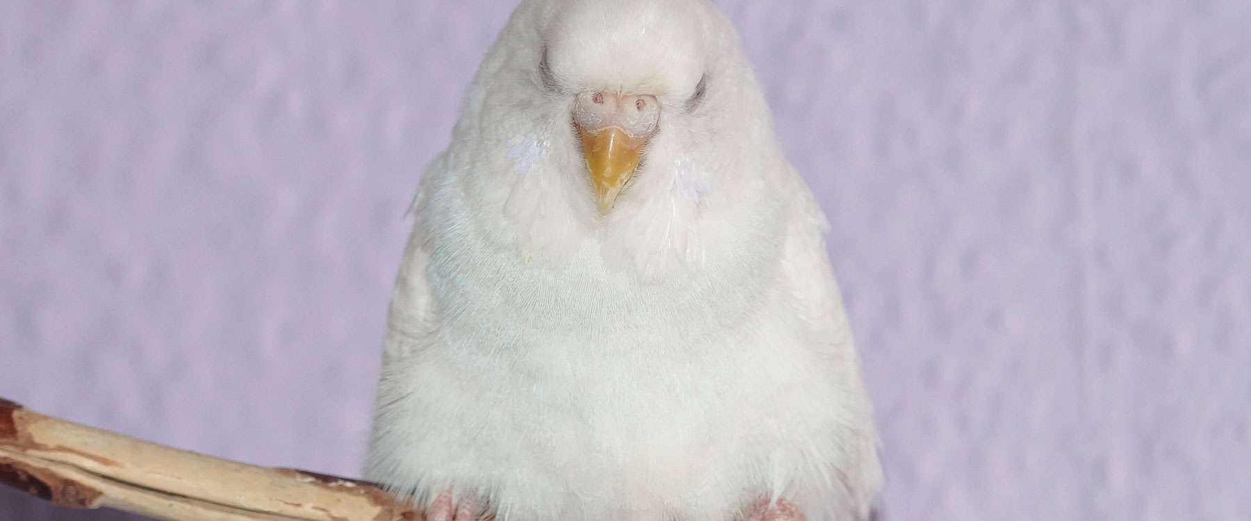 Nose and cere Birds Online