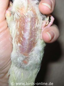 In the middle of the body, the keel of this Lineolated parakeet is clearly visible as a sharp line.