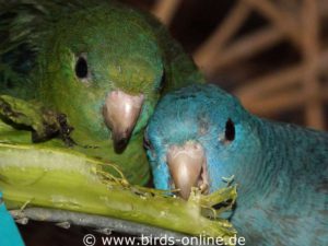 Papageienvögel können verschiedene Geschmacksrichtungen unterscheiden