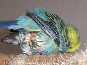 This budgie's belly is extremely swollen.