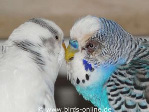 This bbird was injured close to the eye during a fight with another budgie.