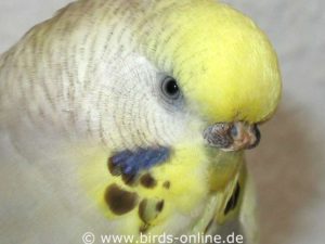 Female budgie with hyperkeratosis of the cere.