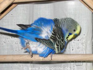 This budgie greases its plumage at the cloaca with the help of its foot.