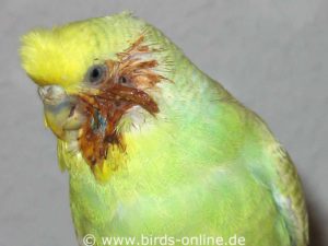 Budgie with an injured cheek.