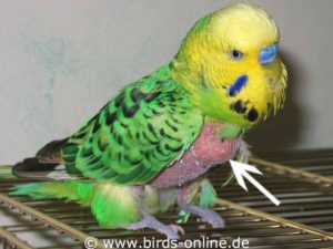 This budgie plucks his feathers and therefore his crop is easily visible.