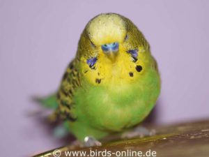 Full and satisfied: This healthy budgie's crop is well filled after an extensive meal.