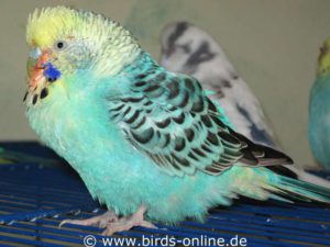 The crop of this seriously ill budgie is heavily swollen due to an infection.