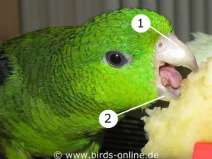 The parrot's curved beak consists of two parts: the upper beak (1) and the smaller lower beak (2).