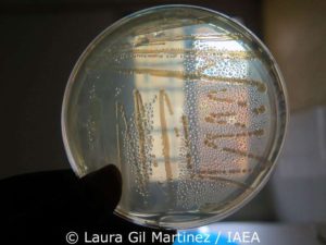 Bakterienkultur auf einem Nährmedium im Labor