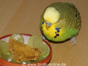 Gesunder Snack im Extranapf - so können Vögel mit am Tisch sitzen und speisen