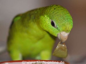 Some birds like this Lineolated parakeet love to eat sweet grapes.