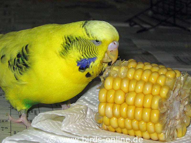 Frischer Mais schmeckt vielen Vögeln ausgesprochen gut.