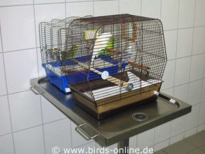 Birds in a veterinary clinic.