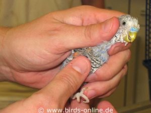 Damit die Flügel untersucht werden können, bewegt der Tierarzt sie vorsichtig und betastet sie mit den Fingern