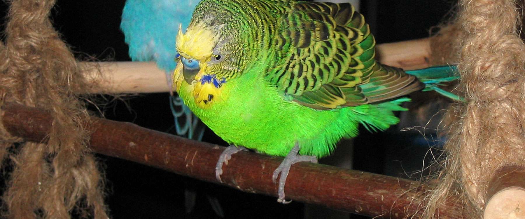 Vomiting (crop infection) Birds Online