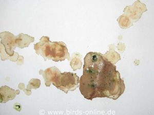Reddish droppings are often caused by a bleeding inside the bird's body. In this case, an intestinal bleeding has discolored the droppings.