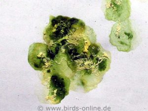 The urine portion of this dropping is creamy and a bit yellowish, the fecal component is green and dissolved. This is how diarrhea can look like.