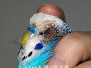 It's easy to see that this budgie needs to be taken to a vet because of his injury.