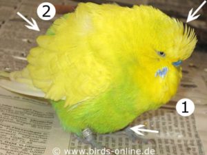 Budgie Orpheus is ill and has its plumage therefore very strongly fluffed up, it shows some edges and humps.