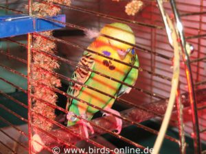 Sick birds often have very cold feet and freeze. So you should warm them up with an infrared lamp.