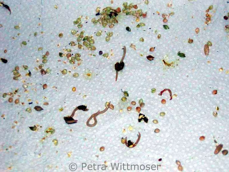 What droppings tell you – Birds Online
