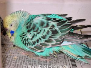 This budgie is not chubby, but seriously ill and therefore fluffs up the plumage strongly.