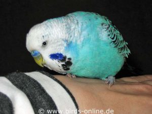 If a budgie walks on your naked skin, you can gain an impression of the bird's foot temperature.