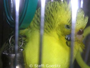 Budgie Charly is sick and crouches weakly in a corner of the cage.