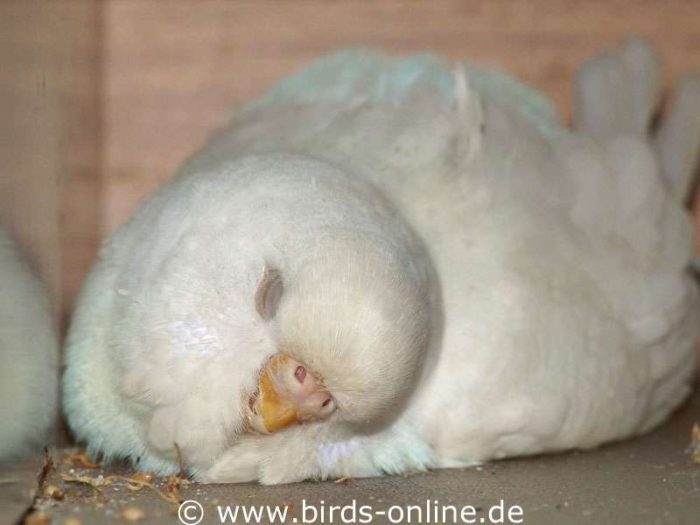 Entspannt liegt dieses gehandicapte Wellensittichweibchen am Nachmittag an seinem Lieblingsplatz und döst zufrieden. Schmerzen hat der Vogel nicht.