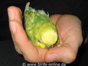 If a normally rather shy bird suddenly lies down in the palm of your hand, this could indicate a serious health problem.