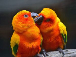Wenn Vögel mit ihren Artgenossen schnäbeln, ist das normalerweise kein Problem. Der menschliche Speichel kann für sie aber gefährlich sein, weshalb man Vögel nicht küssen sollte. © Dmgeneral/Pixabay