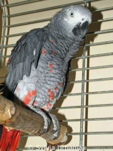 Graupapagei mit rot verfärbten Federn an Bauch, Brust und Beinen; diese Umfärbung trat aufgrund einer Lebererkrankung in Erscheinung.