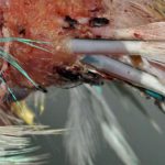 Broken blood feathers in adult birds