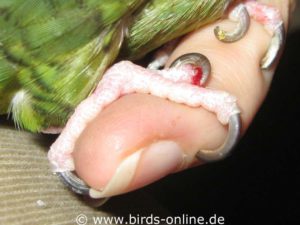 This bleeding toenail of a Lineolated parakeet is broken and nearly torn off.