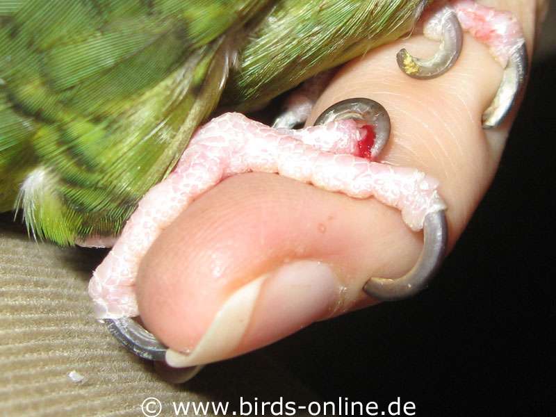 Trimming nails and beak - Birds Online