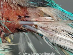 Several blood feathers have been broken at once, parts of them are still attached to the skin.
