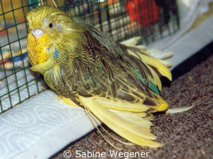 Wie es für Featherduster-Wellensittiche typisch ist, hat das Weibchen Daisy sehr lange Federn.