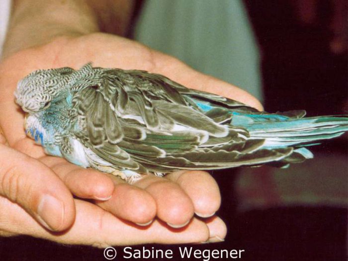 Das junge Wellensittichweibchen Leonie ist ein Featherduster.