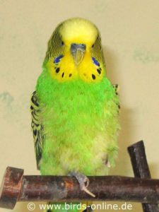 This budgie does not suffer from PBFD. He plucks his feathers and his beak is deformed due to a former accident.