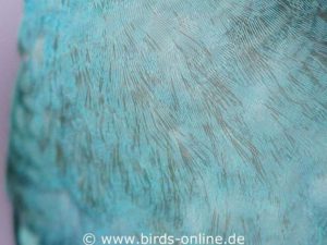 Blaue Federn von Sittichen haben ihre Farbe infolge von Lichtbrechung in winzigen Hohlräumen, die sich in ihnen befinden. Durch mechanische Abnutzung können die Federn so stark verschleißen, dass sie nicht mehr blau, sondern teilweise grau aussehen.