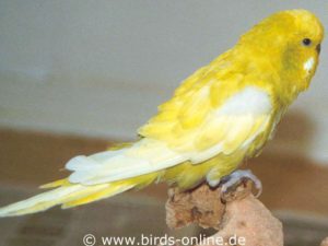 A moderate stage of French moult (Polyomavirus) has affected this budgie.