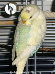 Shortly after the feathers on this budgie's head were plucked out, new feathers were already growing.