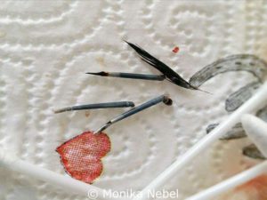 Three injured blood feathers that had to be pulled out.