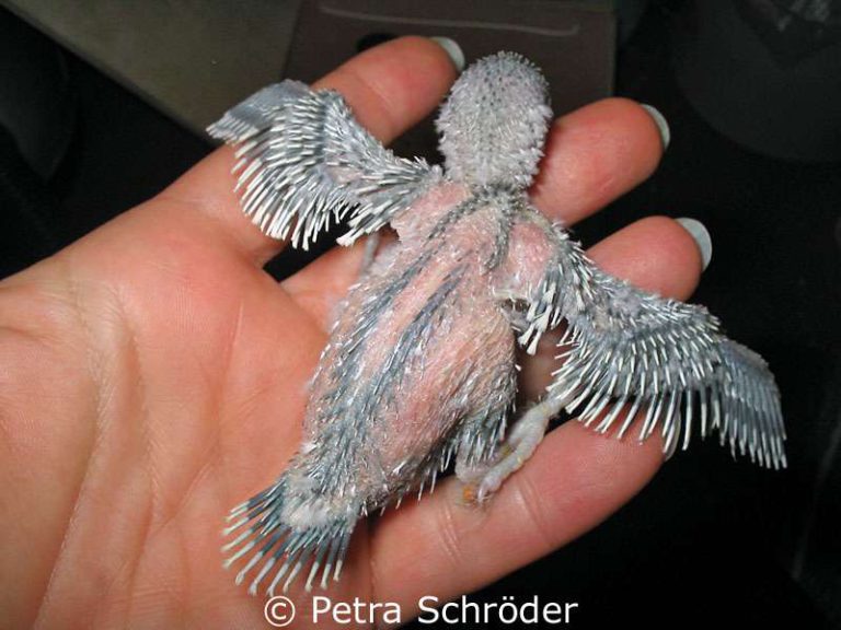 Broken blood feathers in juvenile birds Birds Online