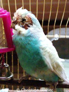 This budgie suffered from a heavy infestation of Knemidocoptes mites, so the beak became malformed and the bird lost several feathers around the eyes.