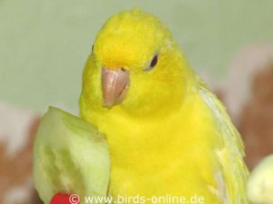 Cucumbers are a healthy food for pet birds, and not just during moulting.